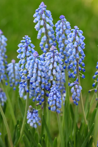 Flores de sinos azuis — Fotografia de Stock