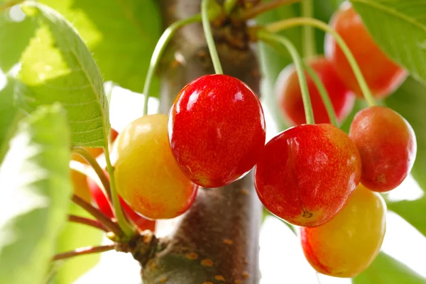 stock image Ripening Cherries on the tree