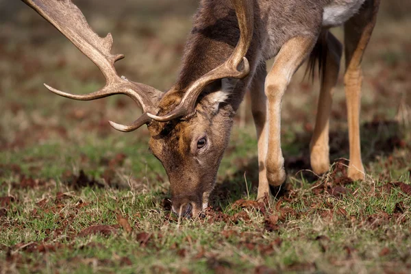 Kızıl geyik geyik — Stok fotoğraf
