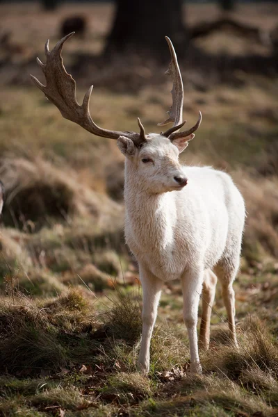 Cervos de veado branco — Fotografia de Stock
