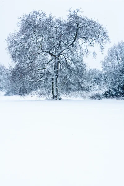 stock image Lone Tree in the snow