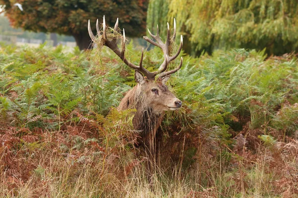Cervo rosso selvatico maestoso del cervo — Foto Stock
