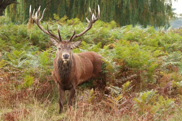 Majestuoso ciervo rojo salvaje ciervo —  Fotos de Stock