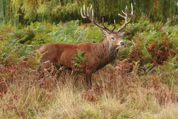 Majestatyczny jelenia dzikie jelenie — Zdjęcie stockowe