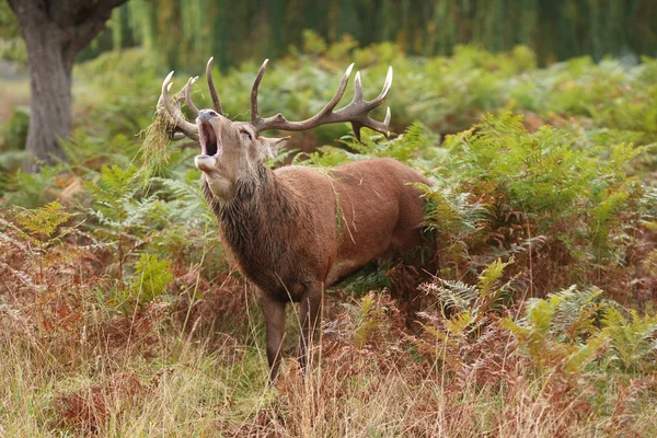 Majestic Stag braying Wild Red Deer — Stock Photo, Image