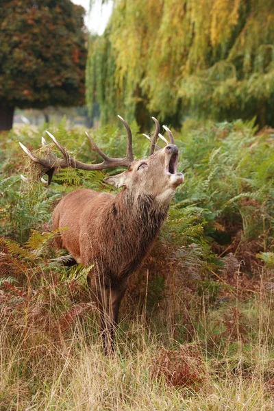 Majestatyczny jelenia braying dziki red deer — Zdjęcie stockowe