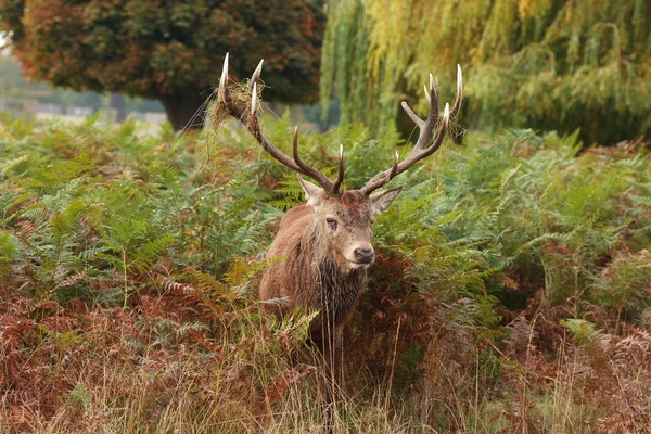 Majestic Stag Wild Red Deer — Stock Photo, Image