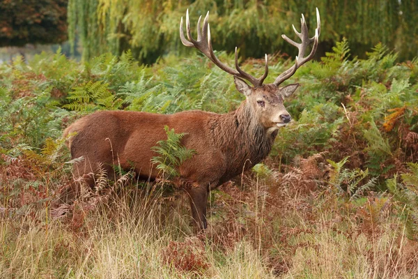 Majestátní jelen divoký jelen — Stock fotografie