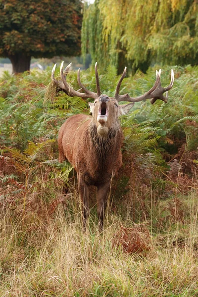 Majestatyczny jelenia braying dziki red deer — Zdjęcie stockowe