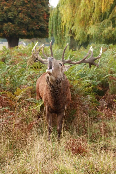 Majestätischer Hirsch brüllt wildes Rotwild — Stockfoto