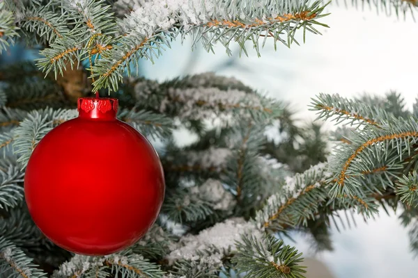 Zářivě červená Vánoční cetka na stromě — Stock fotografie