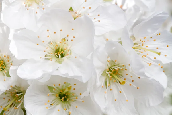 Flor de cerezo — Foto de Stock