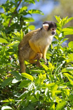 Squirrel monkey clipart