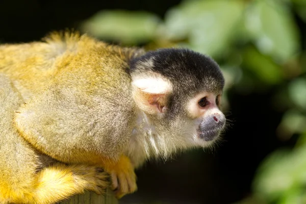Squirrel monkey — Stockfoto