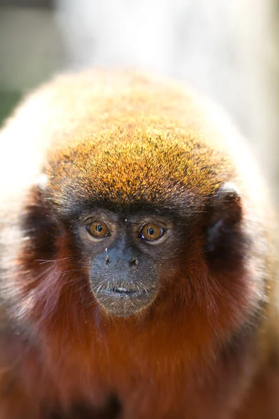Macaco-tamarin — Fotografia de Stock