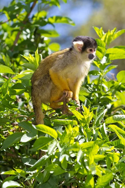 Squirrel monkey Royaltyfria Stockfoton