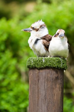 Laughing Kookaburra clipart