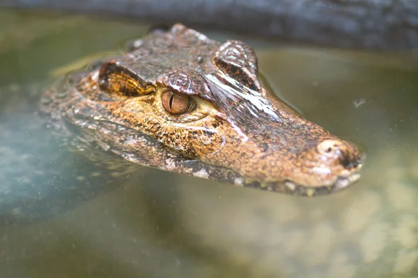 Stock image Crocodiles