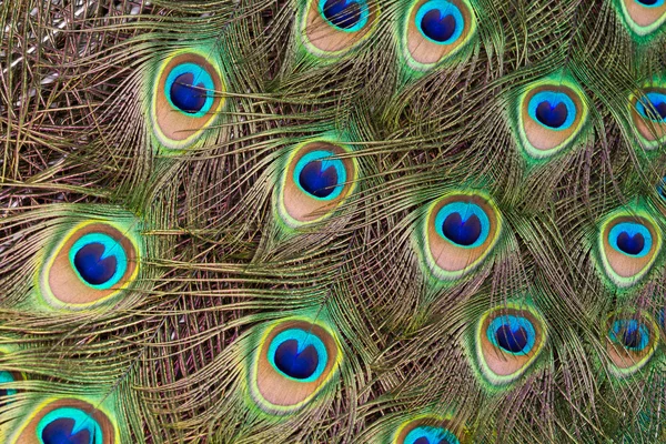 stock image Peacock