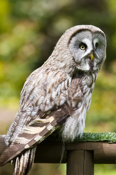 stock image Great Grey Owl