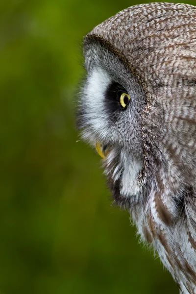 Great Grey Owl — Stock Photo, Image