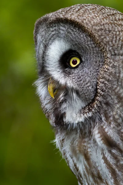 stock image Great Grey Owl