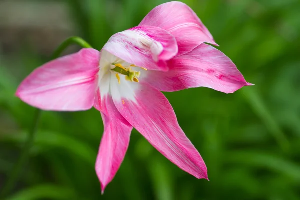 Růžová Tulipán Stock Fotografie