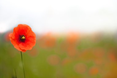 Beautiful poppies in a field clipart