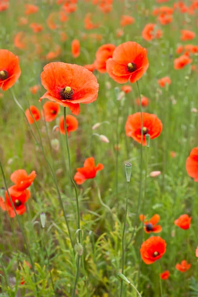Beautiful poppies in a field — Stock Photo, Image