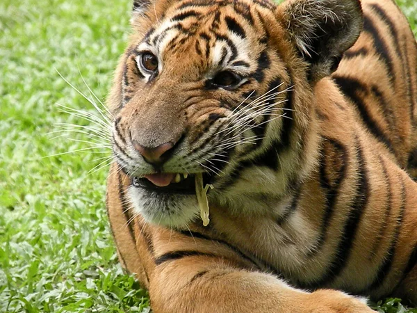 Tiger — Stockfoto