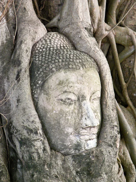 Будда голова на дереве — стоковое фото