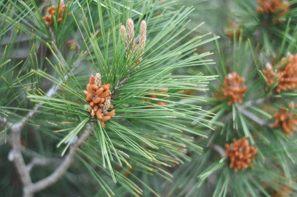 Mediterranean pine — Stock Photo, Image