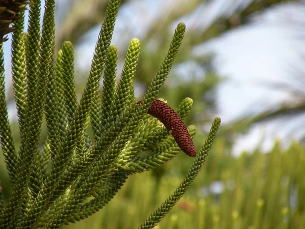 Araucaria - die Art des Nadelbaums — Stockfoto