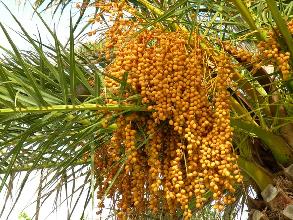 Frutas de palma — Fotografia de Stock