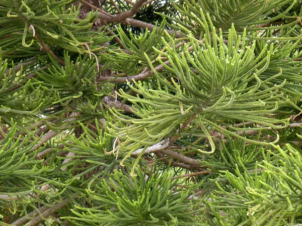 ナンヨウスギ属の針葉樹の木の種類 — ストック写真