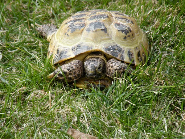 stock image Turtle