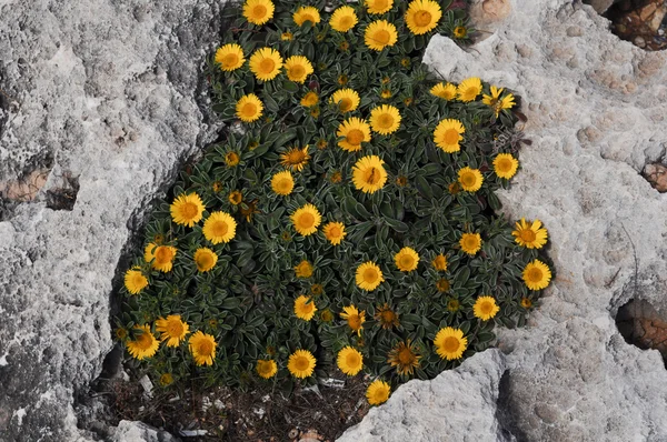 stock image Seaside flowers