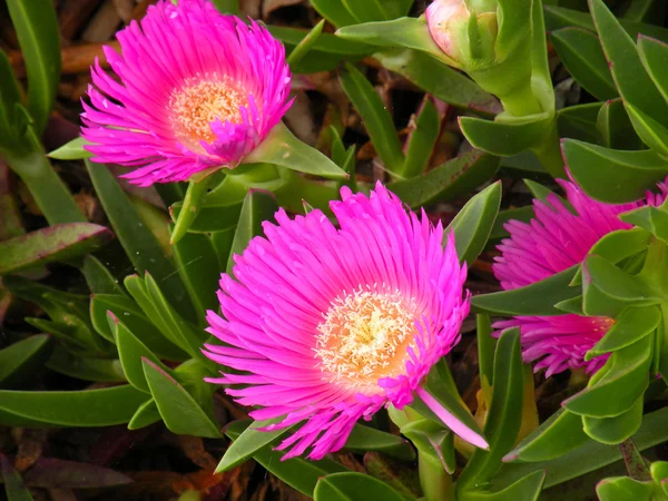 stock image Seaside flowers