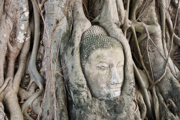 Boeddha hoofd in boom — Stockfoto