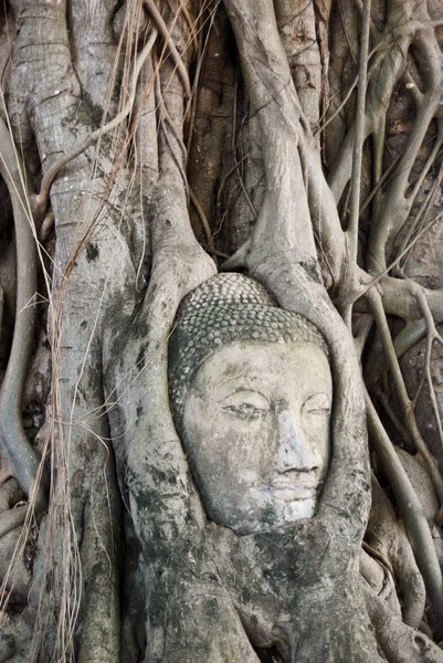 Будда голова на дереве — стоковое фото