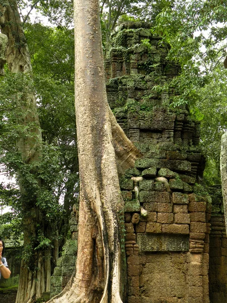Grande albero — Foto Stock