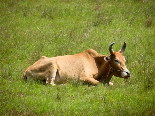 stock image Horned cow