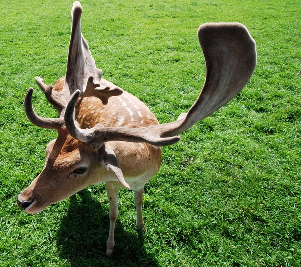 Nadasa geyik — Stok fotoğraf