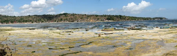 Exploração de algas — Fotografia de Stock