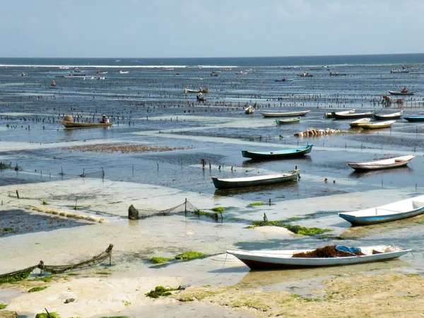 stock image Algae farming