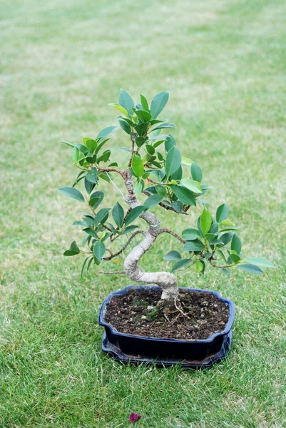 stock image Bonzai