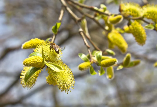 arı polen willow toplama