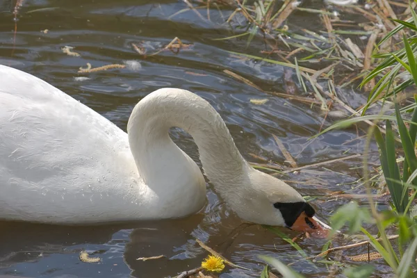 Cisne en el estanque — Foto de Stock