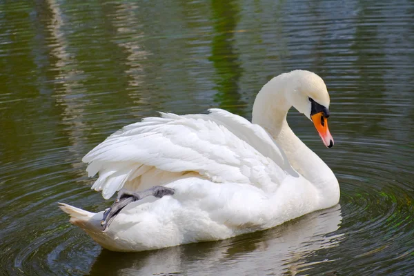 Swan on the lake — Stock Photo, Image