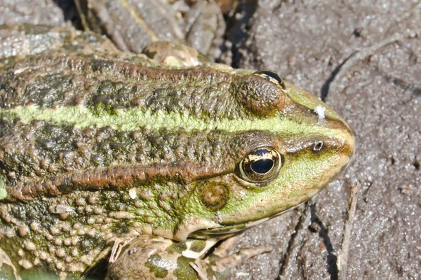 Frog in pond — Stock Photo, Image